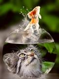 玻璃猫鱼吃什么